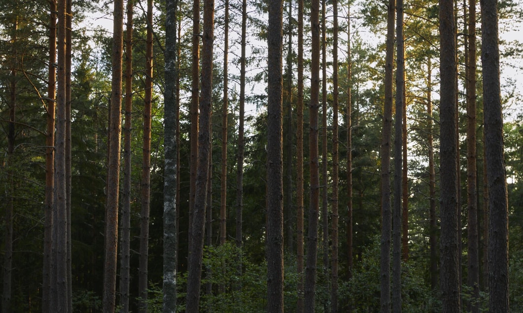 en grupp höga träd